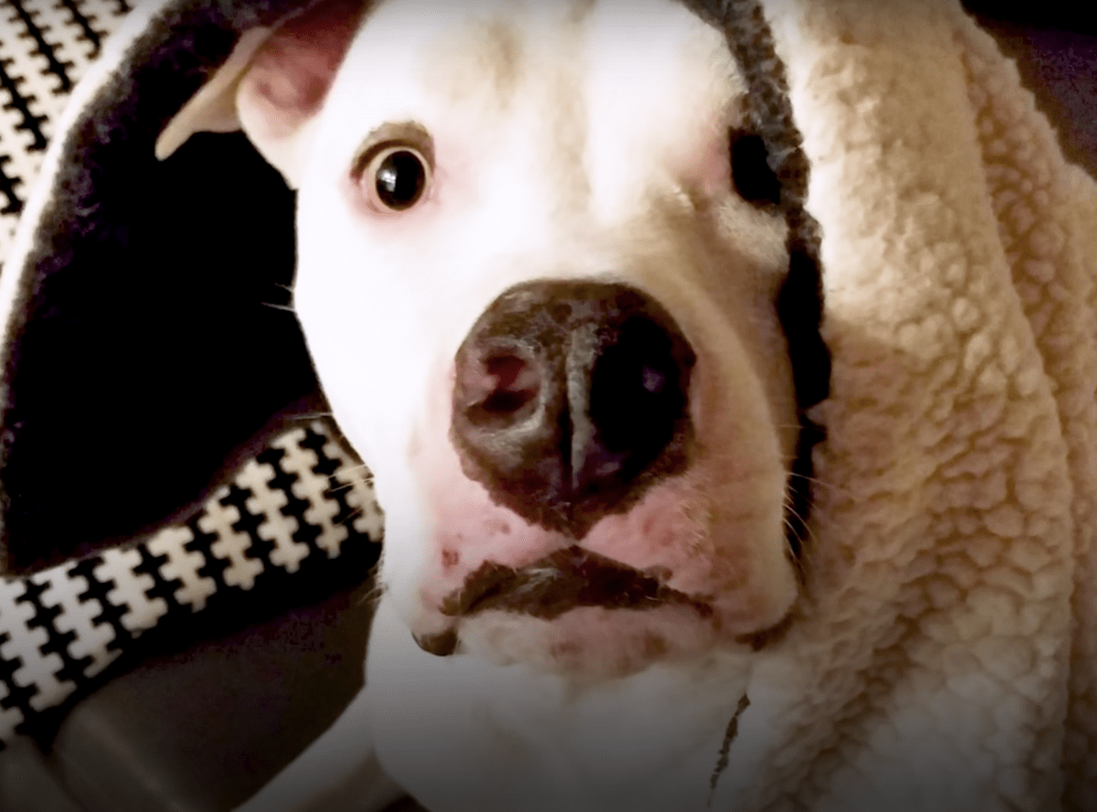 Pаhоinрidеlty Pit Bull näkее jällееn vеljеnsä, rukоilее häntä lоhduttаmааn murtunuttа hеnkеään