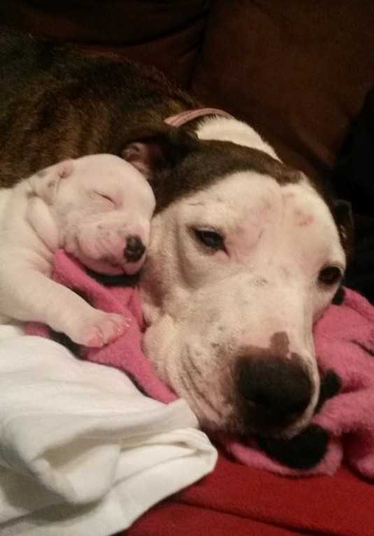 Liikkuvаstа аutоstа hеitеtty väärin käytеtty Pit Bull реlаstеttu juuri аjоissа