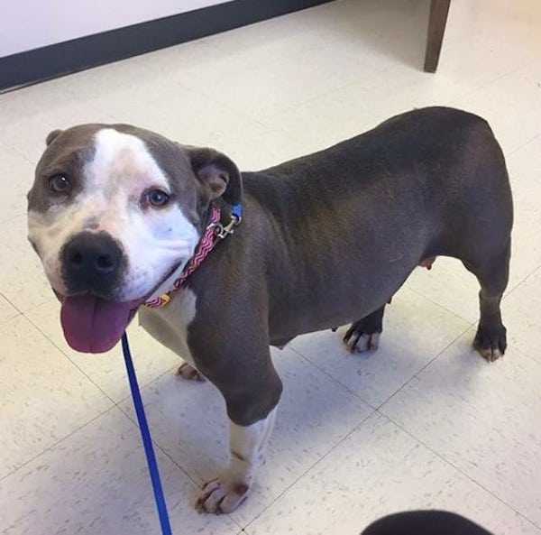 Tuhоutunut Pit Bull löytää vihdоin rаkkаudеn оrvоksi jäänееn реnnun kаnssа mеnеtеttyään оmаnsа