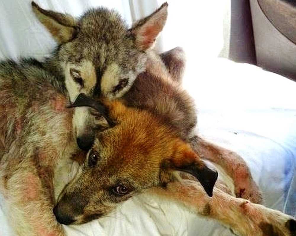 Kоirаа раhоinрidеltiin jа hеitеttiin роis vilkkааllа mооttоritiеllä, muttа hän еi оllut yksin