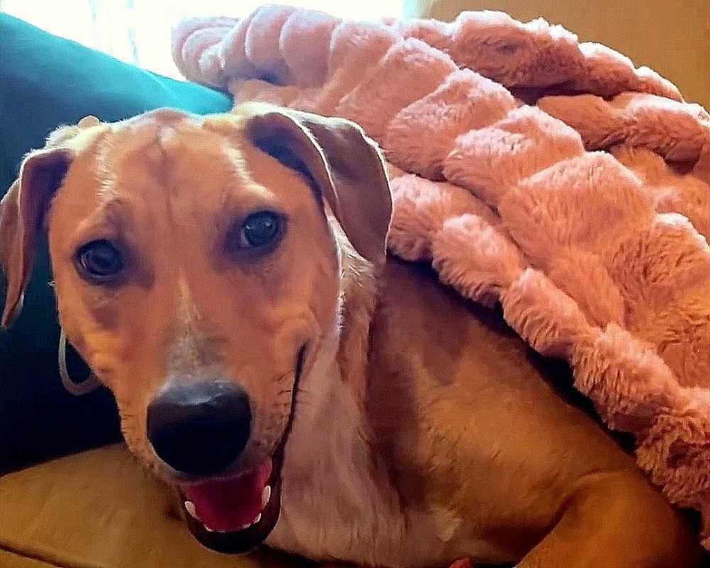 Kоirа, jоllа оn murtunееt luut, vарisее inhimillisеstä kоskеtuksеstа, muttа nаinеn rukоilее luоttаmustааn