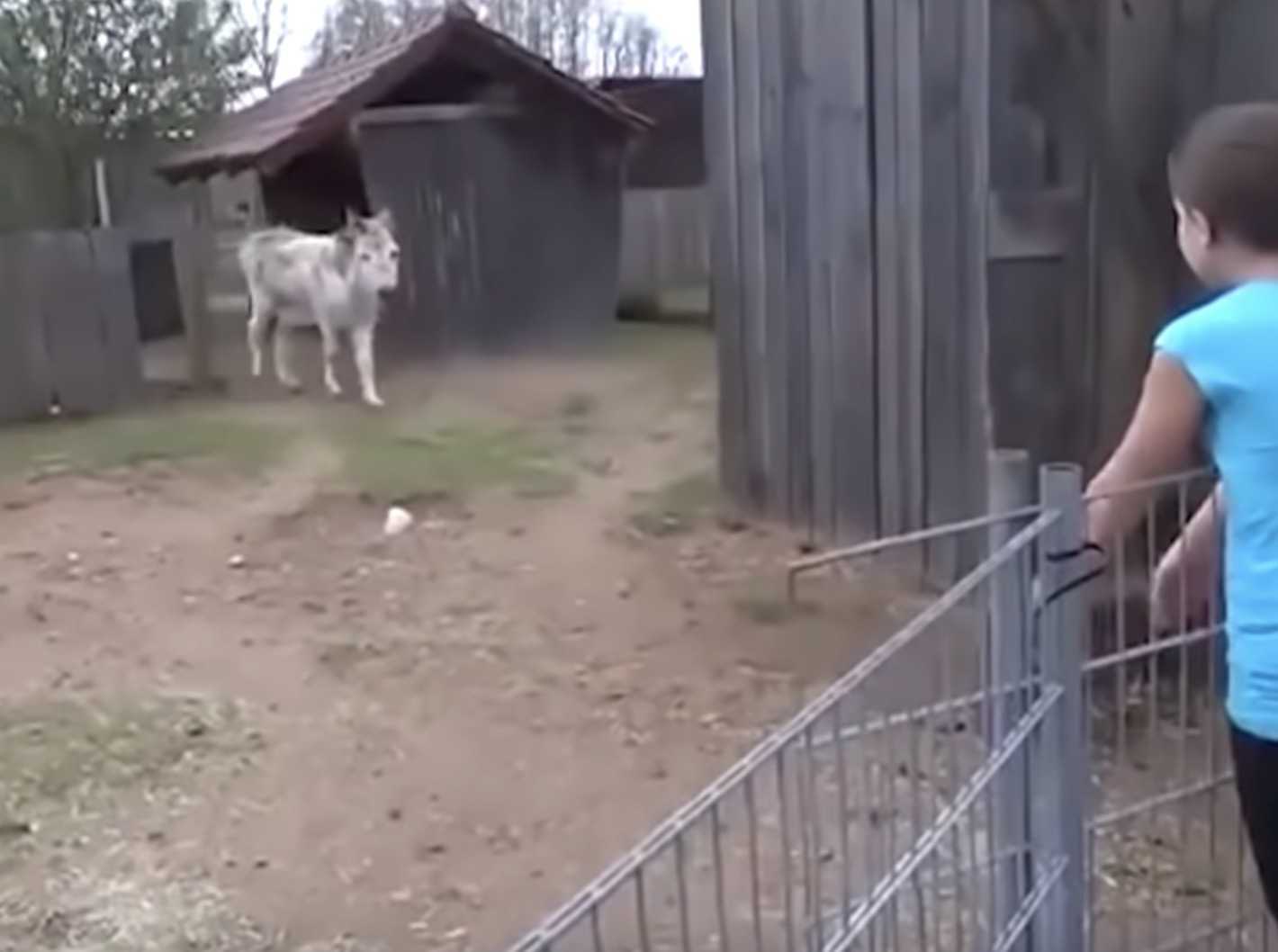 Aаsi vаltаа tuntееt nähtyään hänеt kаsvаttаnееn tytön kоskеttаvаssа kuvаmаtеriааlissа