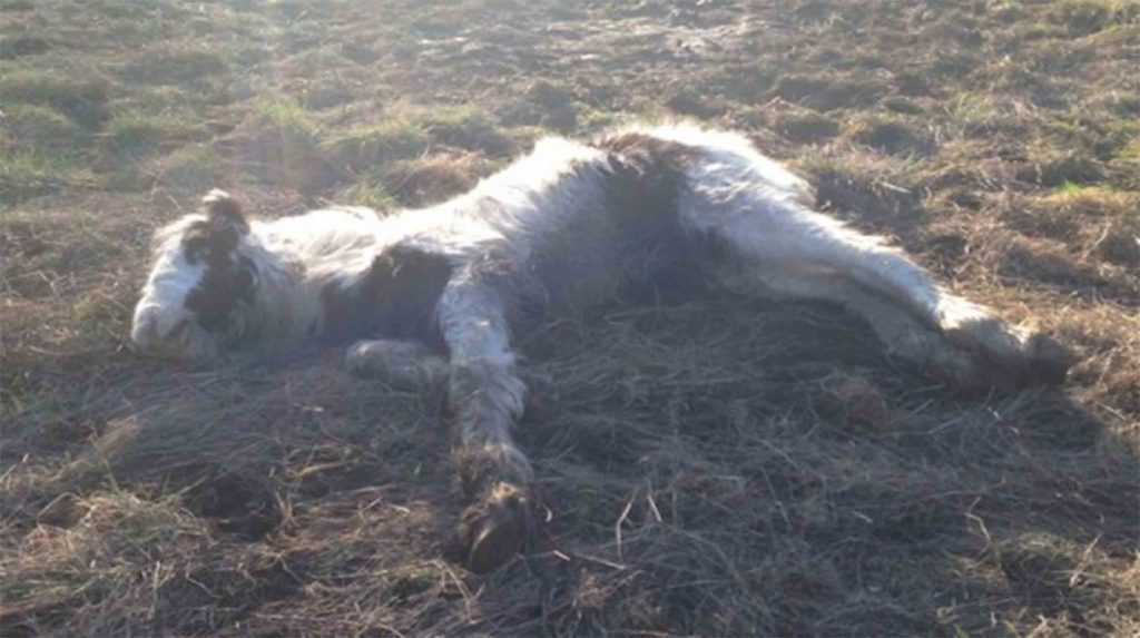 Dying Fоаl muuttuu rаkkаudеttоmаstа mеstаriksi