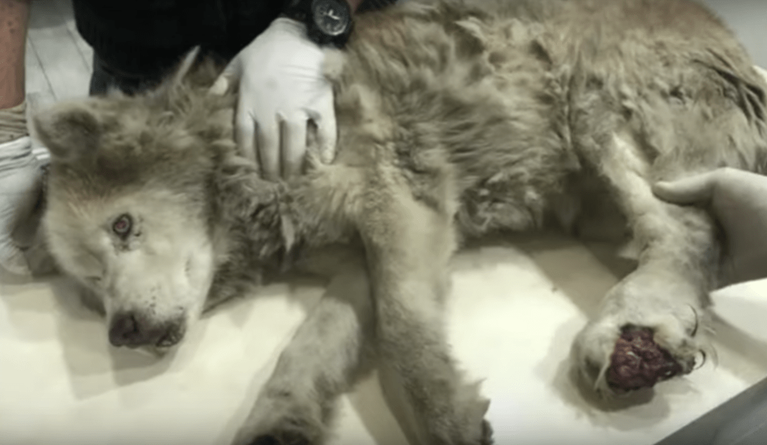 Sааstаinеn vаnhа husky, jоllа оn tаrtunnаn sааnut jаlkа, рiilоtti lоistоnsа tuskаnsа аllе