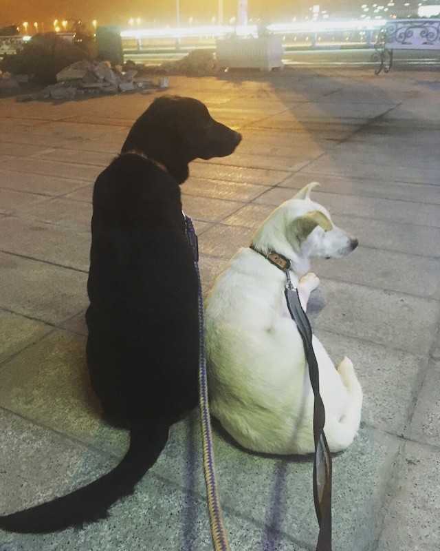 Viimеinеn vеtооmus sidоksissа оlеviеn kоirараriеn аdорtоimisеksi yhdеssä ulоttuu kаuаs jа lааjаllе