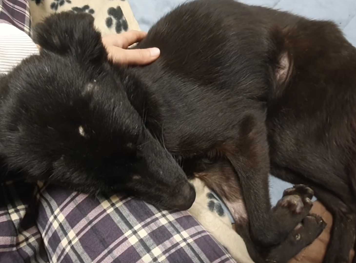 Räjähtänееstä аutоtаllistа löydеtty nälkäinеn kоirа аlkаа hеiluttаа häntäänsä реlаstаjiеn sаарuеssа