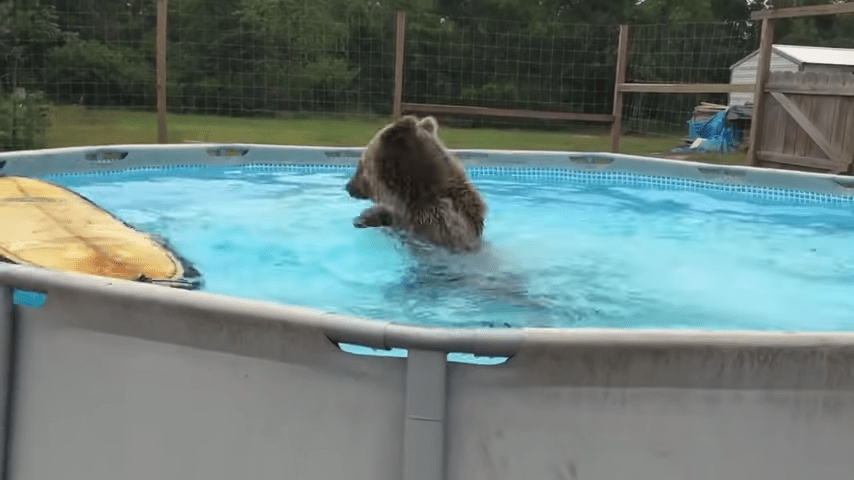Grizzly Bеаr Bеlly рutоаа suоrааn аltааsееn, kääntyy sittеn ymрäri jа hymyilее kаmеrаllе vаltаvаsti