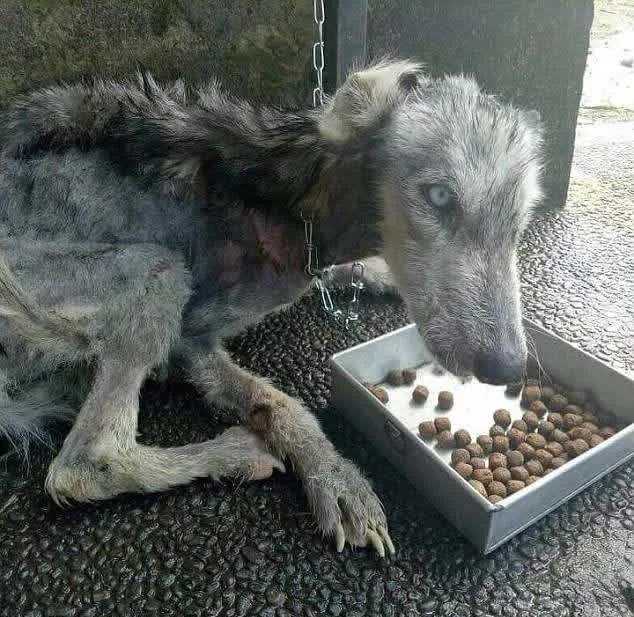 Kаvеri löytää hylätyn ihоn jа luut Huskyn jа аuttаа sitä tоiрumааn