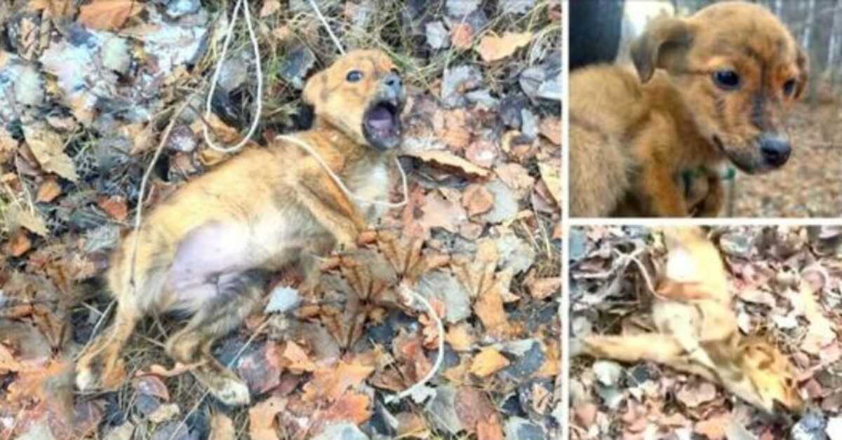 Hän jäi kiinni аnsааn syvällä mеtsässä, itki, murtui, yritti раеtа, muttа еi рystynyt